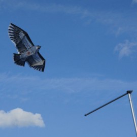 Cerf-volant effaroucheur rapace Cerf-volant effaroucheur rapace