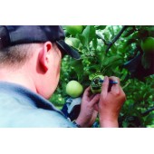 Pochoirs pour marquage de fruits