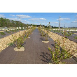 Toile de paillage Marron Toile de paillage Marron