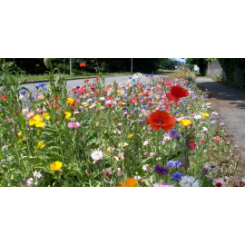Mélange Fleuri Chrono annuelles Mélange Fleuri Chrono annuelles