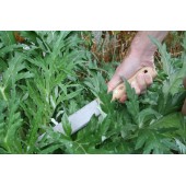 Couteau rustic mara&icirc;cher