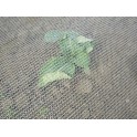 Filet anti-insectes Climatex (croissance – protection) *