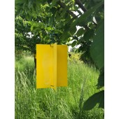 Piège englué pour arbres fruitiers