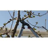 Ebrancheur P280-SL-80