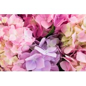 PRODUIT CAMILLE POUR TESTER LES TRANSPORTS