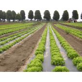 *Film de paillage Bio 15&micro;