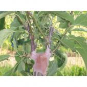 Mastic &agrave; greffer Marbella