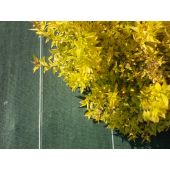 Toile de paillage perfor&eacute;e noire 130g/m&sup2;