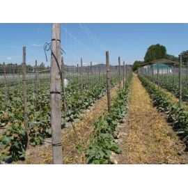 Filet &agrave; ramer blanc*