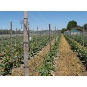 Filet &agrave; ramer blanc*