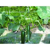 Filet &agrave; ramer blanc*