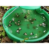 Pi&egrave;ge Pyrale du buis grand Volume "INRAE"