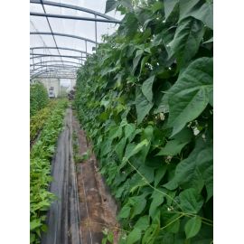 Filet &agrave; ramer bio*