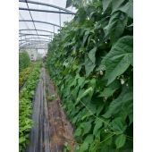 Filet &agrave; ramer bio*