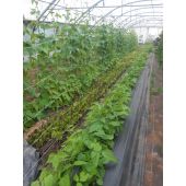 Filet &agrave; ramer bio*