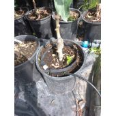 Tuyau goutteur sp&eacute;cial p&eacute;pini&egrave;re PORITEX