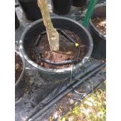 Tuyau goutteur sp&eacute;cial p&eacute;pini&egrave;re PORITEX