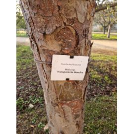 Etiquettes pour support en croix