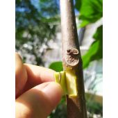 Kit de marcottage r&eacute;utilisable