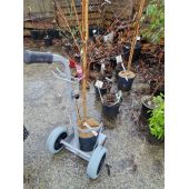 Diable &eacute;troit pour pots et containers *