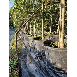 Tuyau goutteur sp&eacute;cial p&eacute;pini&egrave;re PORITEX