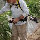 Harnais r&eacute;colte avec deux sacs