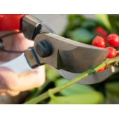 S&eacute;cateur Okatsune