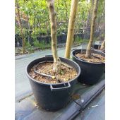 Tuyau goutteur sp&eacute;cial p&eacute;pini&egrave;re PORITEX