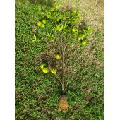 Kit de marcottage r&eacute;utilisable