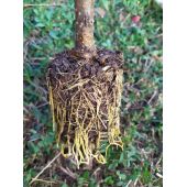 Kit de marcottage r&eacute;utilisable