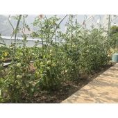 Serre Super Poly&eacute;thyl&egrave;ne 5m80 + a&eacute;rations lat&eacute;rales