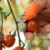 D&eacute; de r&eacute;colte pour le pouce