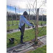 Tablier Triangle N&deg;515