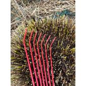 Griffe &agrave; gramin&eacute;es