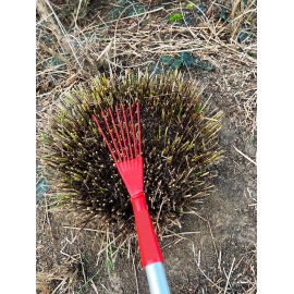 Griffe &agrave; gramin&eacute;es