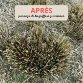 Griffe &agrave; gramin&eacute;es