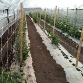 Filet &agrave; ramer/tuteurer