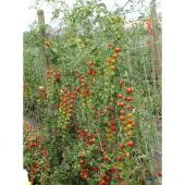 Filet &agrave; ramer/tuteurer