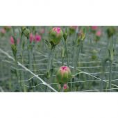 Filet &agrave; ramer/tuteurer