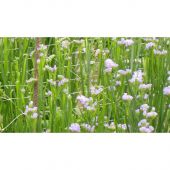 Filet &agrave; ramer/tuteurer