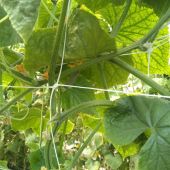 Filet &agrave; ramer/tuteurer