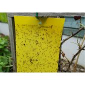 10 plaques englu&eacute;es jaunes 10x22cm