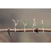 Lieuse &agrave; batterie