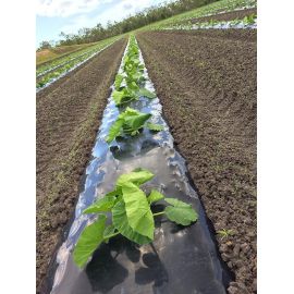 Film de paillage fraise photosensible 20 mc, 1.4 m X 2077 m