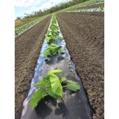 Film de paillage fraise photosensible