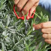 Ciseaux de pr&eacute;cision / &agrave; effeuiller Felco 420