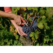 Epinette Bahco P127-19 lame courte droite