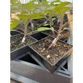 Plaque de transport pour 18 Winstrip XL Pot