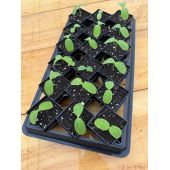 Plaque de transport pour 18 Winstrip XL Pot