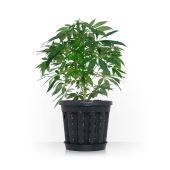 Paniers anti-chignon